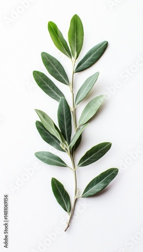Fresh olive branch
