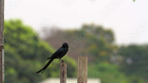 The black drongo bird in urban environment