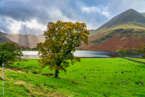 Obraz na płótnie Beautiful autumn tree at the shore of Buttermere Lake with sun flare. Lake District. UK w salonie