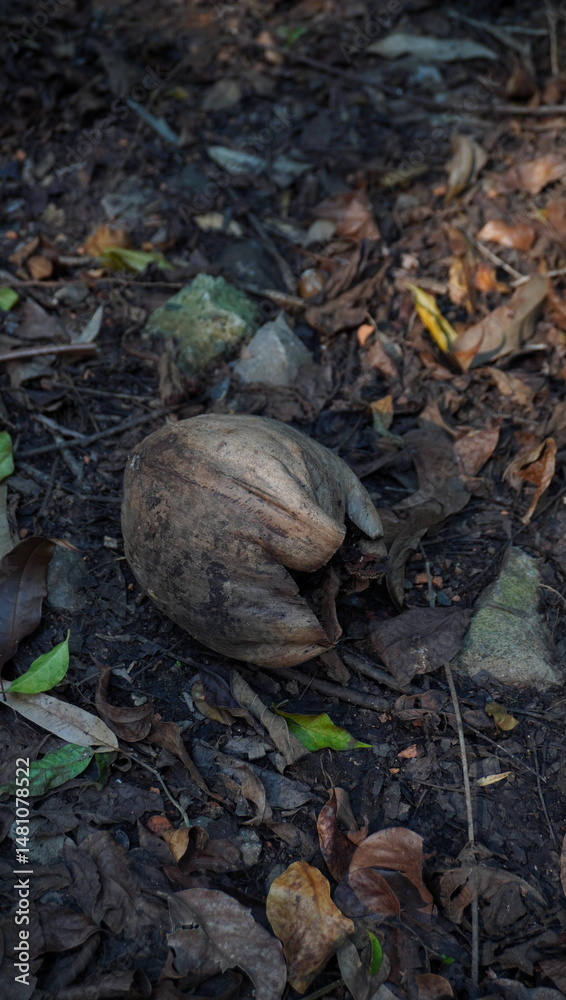 old coconut that fell to the ground old coconut that fell to the ground