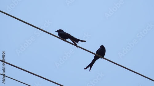 The black drongo bird in urban environment