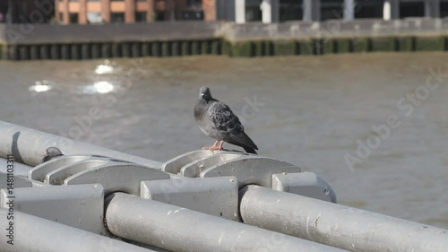 A lonely pigeon on the Thames Riverside.