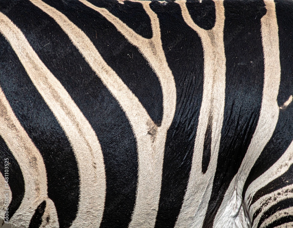 Fototapeta premium zebra skin texture, zebra animal skin