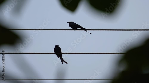 The black drongo bird in urban environment