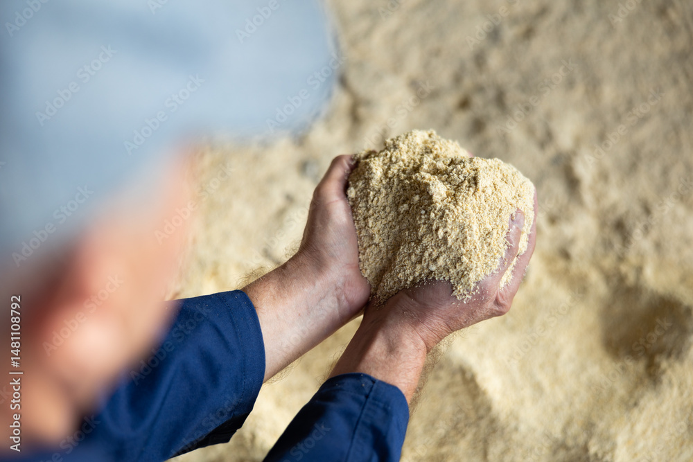 Close up of farmer hands holding animal feed corn flour at farm storage area. Concept of organic supplement in production of compound feed for livestock animals