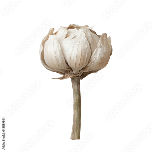 Garlic photography isolated food art minimalist close-up culinary concept