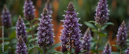 Elegant Hummingbird Mint