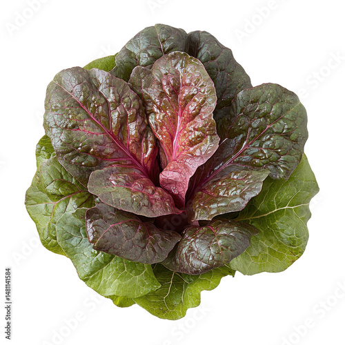 Lettuce photography on isolated culinary art fresh produce concept