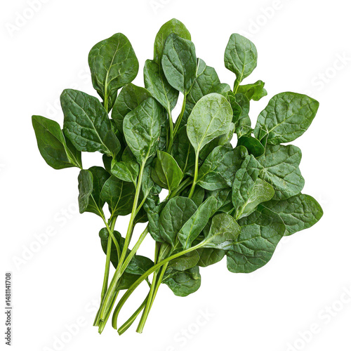 Malabar spinach photography isolated nature image fresh vegetables