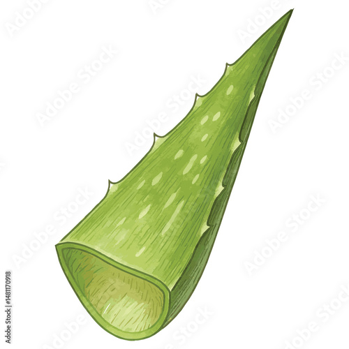 Fresh Aloe Vera Slice with Visible Gel Core