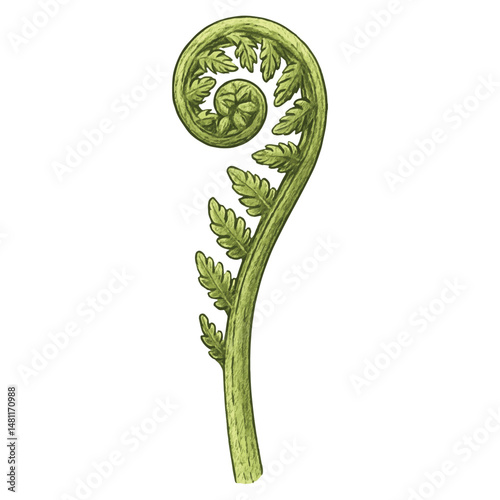 Fern Leaf Tip – Curled Fiddlehead with Delicate Green Leaflets