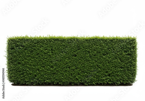 A rectangular hedge with dense foliage against a plain white background