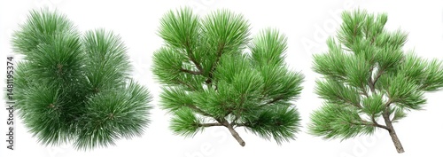 Pine Tree Branches (1) photo