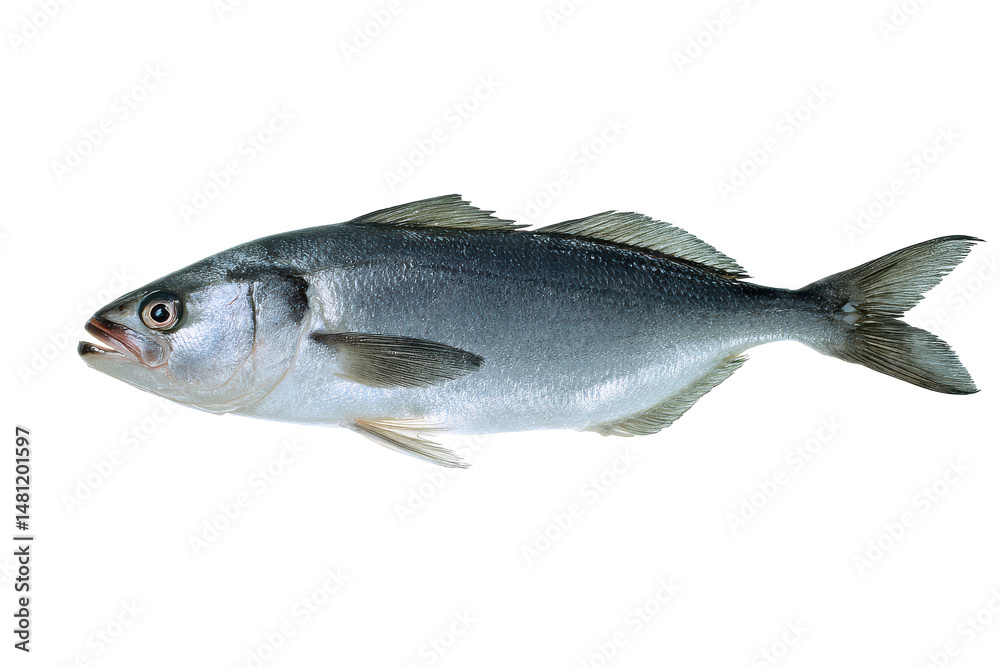 Fototapeta premium Freshwater Fish Stock Photo