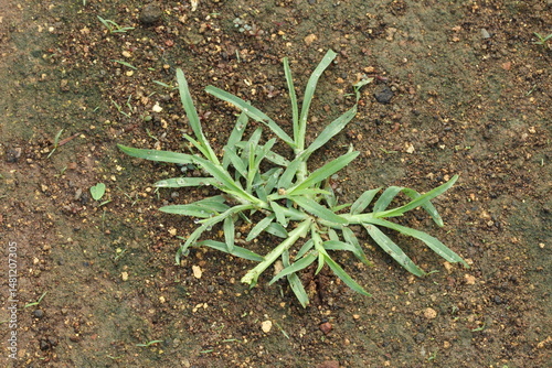 top wiev Eleusine indica plant growing in the soil