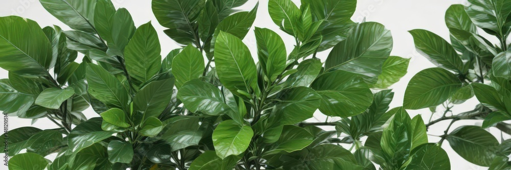 Fototapeta premium Vibrant green citrus leaves, fresh and glossy, isolated on pure white , healthy, agriculture