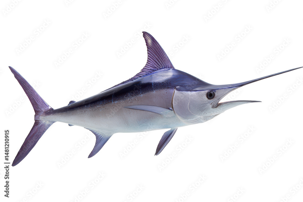 Fototapeta premium Atlantic Sailfish