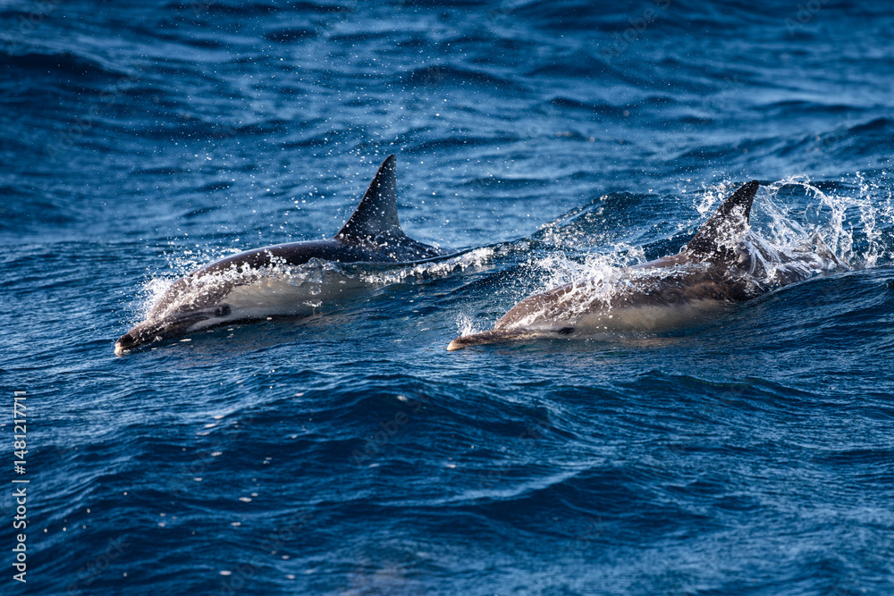 Fototapeta premium A dolphin glides just below the surface in clear, calm waters off the coast of Australia.