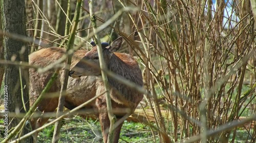 Wild Young Deer Buck Standing in among Woodland Forest Trees
