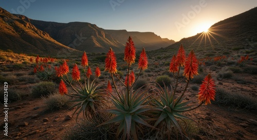 Desert Bloom: Aloe Flowers at Sunrise in a Mountainous Landscape, South Africa