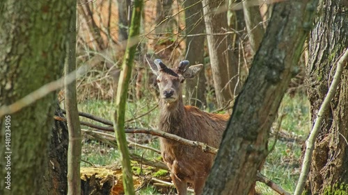 Wild Young Deer Buck Standing in among Woodland Forest Trees