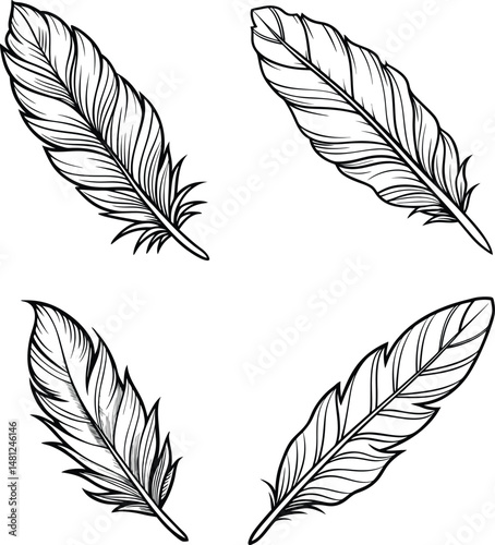 Detailed feather line art Vector set illustrations