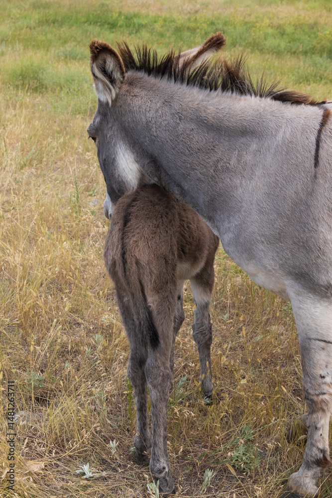 Fototapeta premium Burro with foal in a field