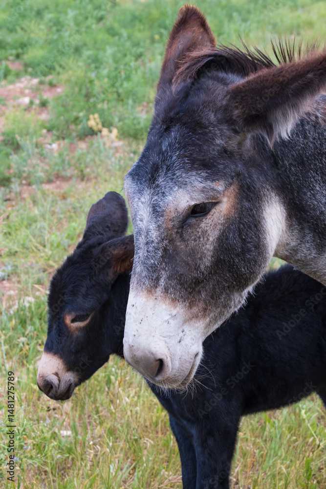Fototapeta premium Burro with foal in a field