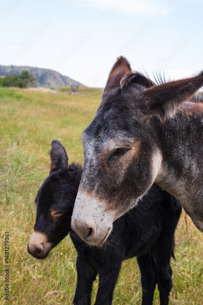 Fototapeta premium Burro with foal in a field