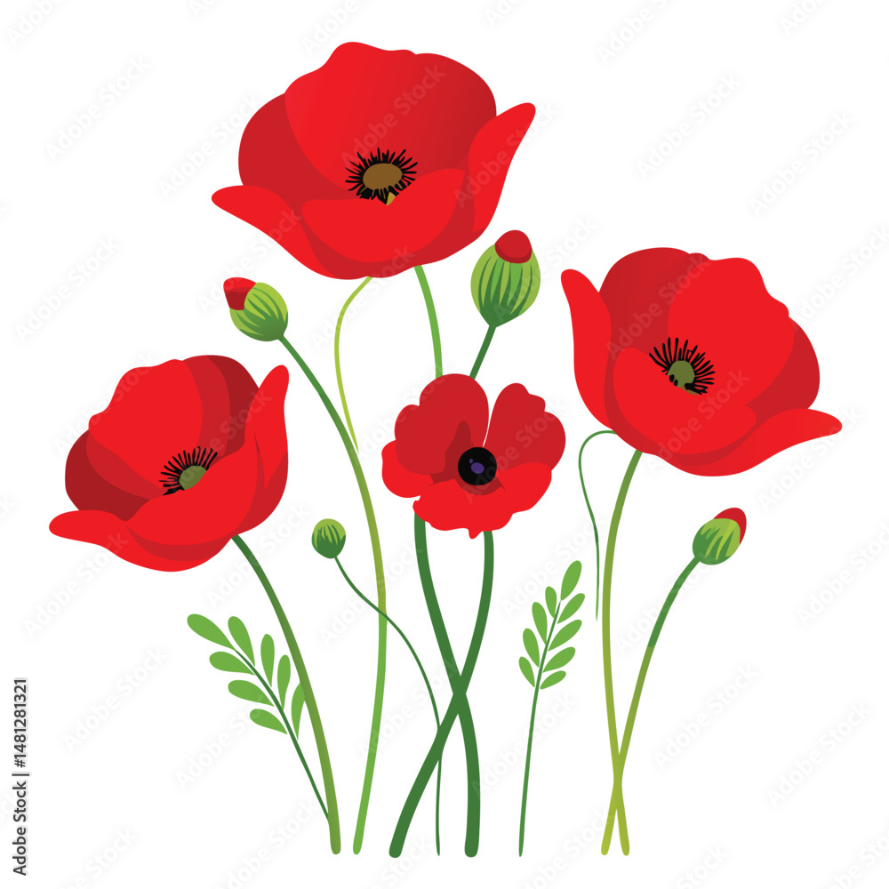 Fototapeta premium Red poppies isolated on white background