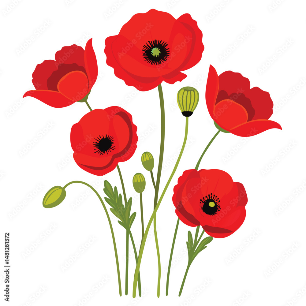 Fototapeta premium Red poppies isolated on white background