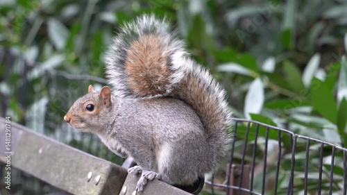 A Furry squirrel posing at the camera