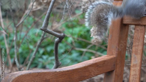 A Furry squirrel posing at the camera