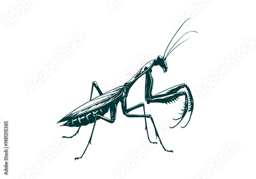 Mantis Hand Drawn Natural Illustration Vector Isolated by AZ for Books, Arts, Design and Decoration Graphic Asset