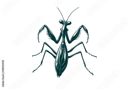 Mantis Hand Drawn Natural Illustration Vector Isolated by AZ for Books, Arts, Design and Decoration Graphic Asset