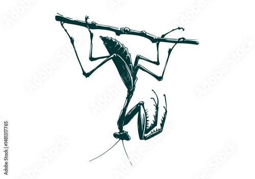 Mantis Hand Drawn Natural Illustration Vector Isolated by AZ for Books, Arts, Design and Decoration Graphic Asset