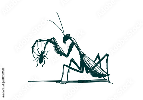 Mantis Hand Drawn Natural Illustration Vector Isolated by AZ for Books, Arts, Design and Decoration Graphic Asset