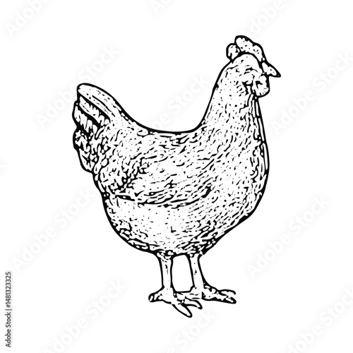 A detailed black-and-white hen illustration, showcasing poultry farming with intricate feather details, ideal for farm and rural-themed artwork in a vintage style