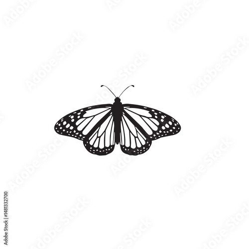 butterfly vector illustration silhouette with white background 