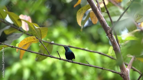 beautiful purple sunbird singing and calling