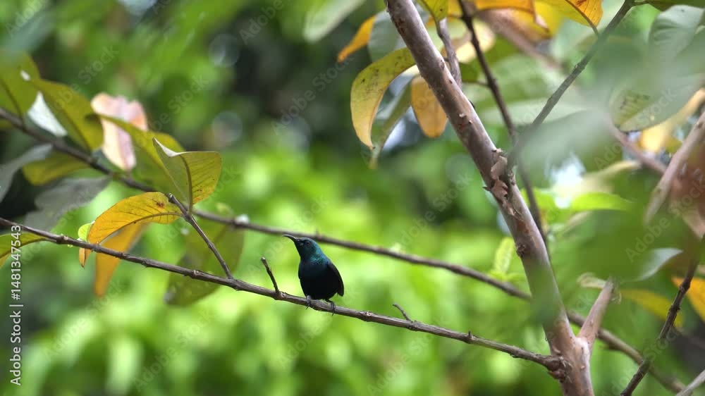 beautiful purple sunbird singing and calling beautiful purple sunbird singing and calling