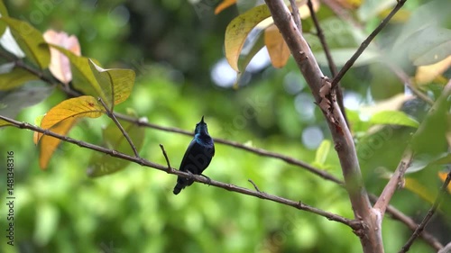 beautiful purple sunbird singing and calling