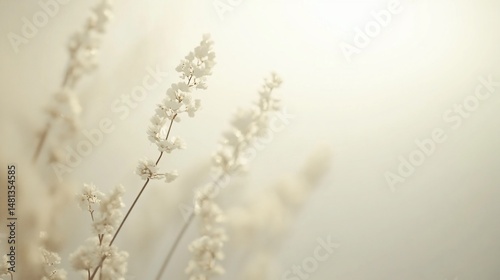 Delicate white flowers on thin brown stems against a soft creamy background