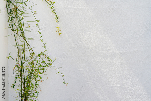 べランダの植物と白い壁