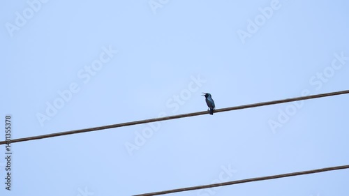 beautiful purple sunbird singing and calling
