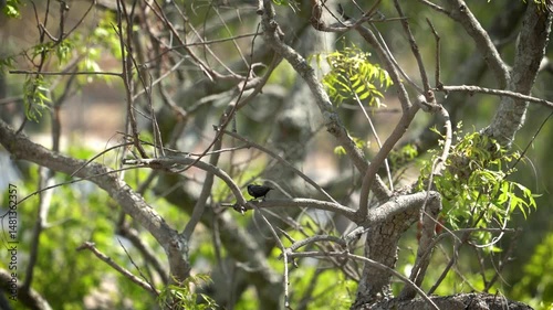 beautiful purple sunbird singing and calling