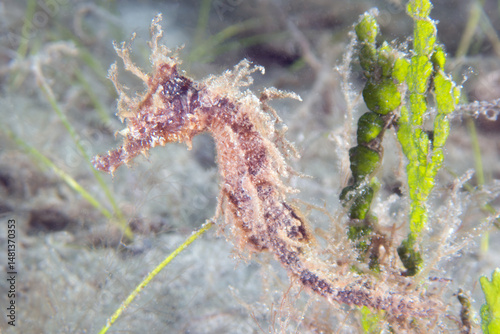 Lined Seahorse (Hippocampus erectus) at the Blue Heron Bridge in Phil Foster Park, Riviera Beach, Florida
