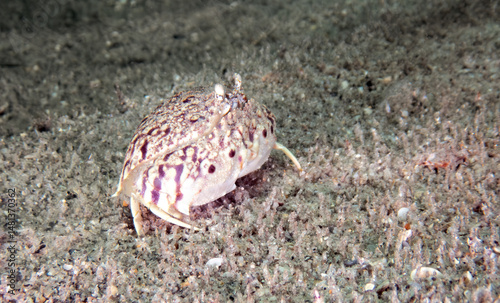 Common Box Crab (Calappa lophos) at the Blue Heron Bridge, Phil Foster Park, Riviera Beach, Florida