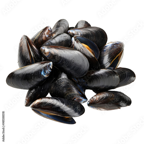 Pile of fresh black mussels, seafood, shellfish, and mollusks on isolate background