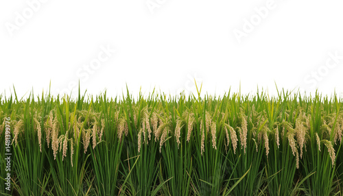 Lush Rice Paddy Field with Vibrant Green Stalks